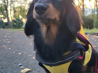 いつもの公園で、まろたん♪いい顔～！秋晴…