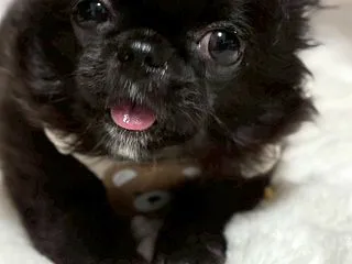 黒船来たる……