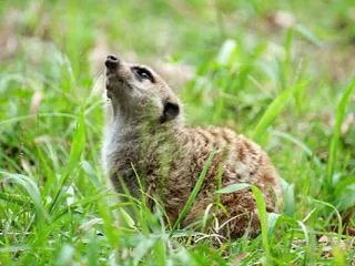 ミーアキャット 202609 12