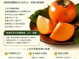 こおげ花御所柿の出荷は11月下旬から