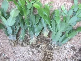 根がない