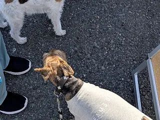 １０月の大磯市