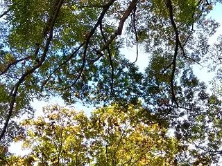 子どもと一緒に楽しむ、地域のイベント