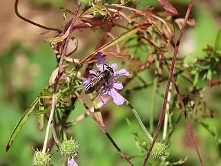 越冬準備中のヒメハラナガツチバチ（メス）…