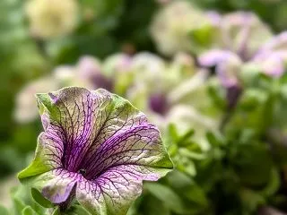 次のシーズンの花探しをしてい時が楽しい！…