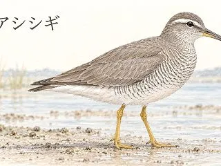 キアシシギとは？特徴・鳴き声・見分け方と…