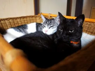 とれとれ心霊毛玉写真