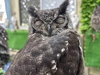 フクロウのお客様🦉💭✨