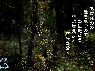 「花咲か爺ィ／アケボノソウ」