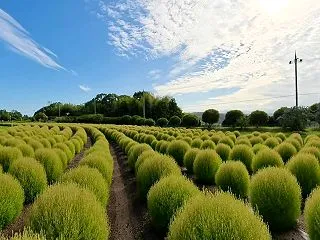 【秋の始まり】和泉リサイクル環境公園 コ…