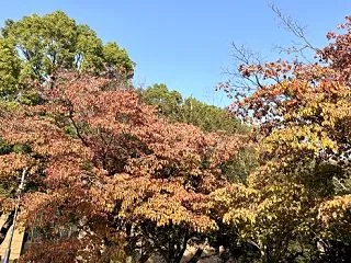 蟋蟀在戸〜キリギリスとにあり〜