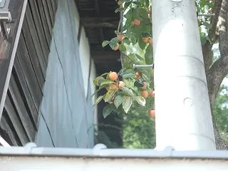 東京から戻ってきました
