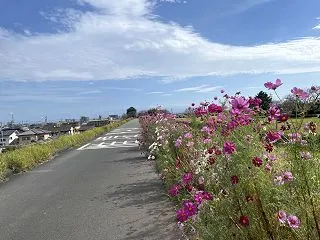 満開のコスモスのジョギングコース