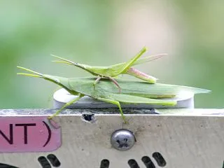 オンブバッタ