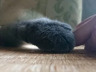 カーテン小豆