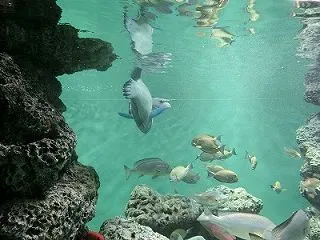マグロの回遊。