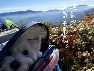 【ワンコと登山】足の痛みで登頂を断念する…