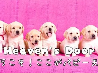 ここがパピー天国~｜子犬たちに囲まれる、…
