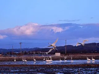 白鳥42
