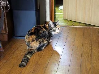 愛しの稚葉 Vol.8｜新たな疾患の発覚…