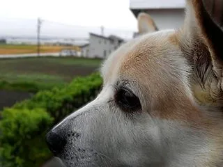 ＜蔵出しＣｏｏと茶ー＞くるくる愛が止まら…