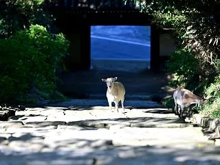 山羊
