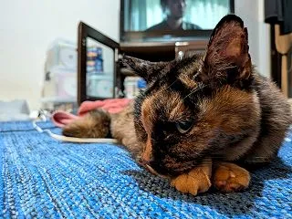 穏やかな日曜の午後に