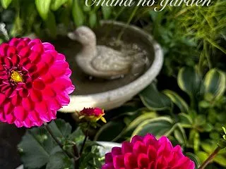 ＊迎えたダリアと鉢植えのダリアの育て方 …