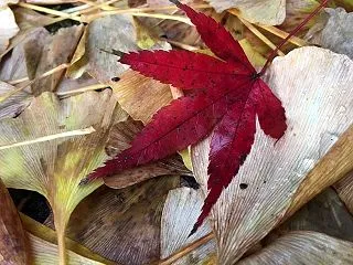 ▶︎「土用」に力を緩めて得るチカラを！