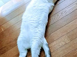 アラン・ドロンより、桃ちゃんが好き💖👰