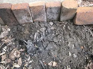 もぐら