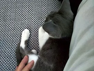 野良ねこ保護ノート（１３）動物病院「２回…