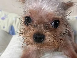 犬舎こつぶ君闘病記㉘