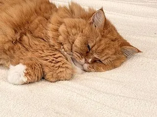 パワーの源です！