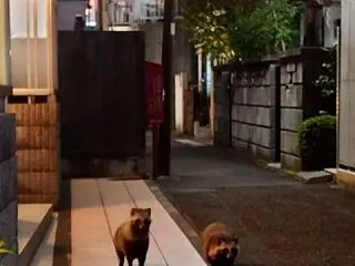 噂には聞いてましたけど街なかで
