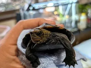ニホンイシガメとの少し変なコミュケーショ…