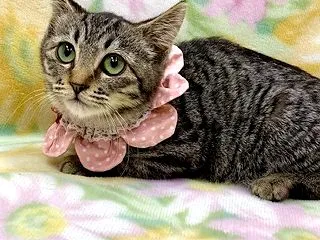 里親募集中★マニちゃん★ドｳくんと一緒の…