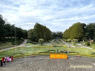 「県立相模原公園」の主役樹木「メタセコイ…