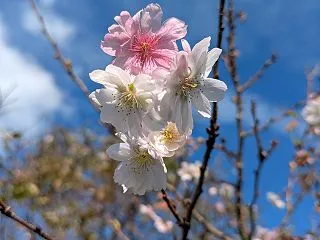 10月なのに桜が咲いていた！奥卯辰山健民…