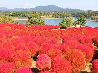 コキア（ホウキ草）と花言葉と通天符と、、…