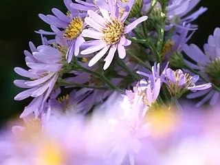 薄紫の世界