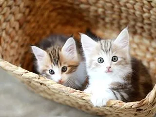 ナイラの子ねこたちの成長記録を更新しまし…