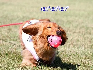 大きな公園で小さくゴロスリちーたん。