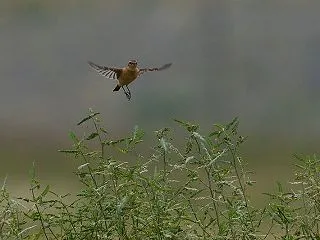 田んぼのノビタキ