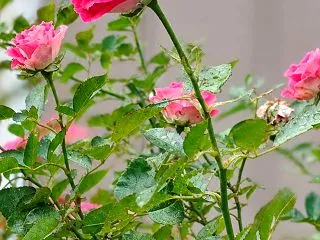 #今日の体調は やっと楽になったので友と…