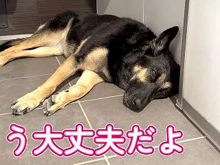 食いしん坊の愛犬がごはんを食べなくなりま…