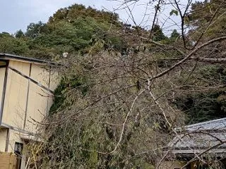 四季桜も♪