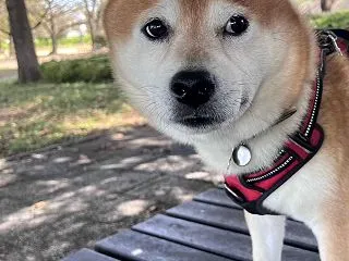 メダカ飼育、柿の葉は投入！