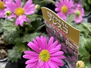 ブラキカム・フレスコ・キャンディー
