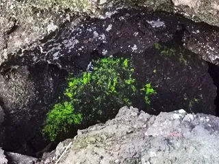 ヒカリゴケ見えました！